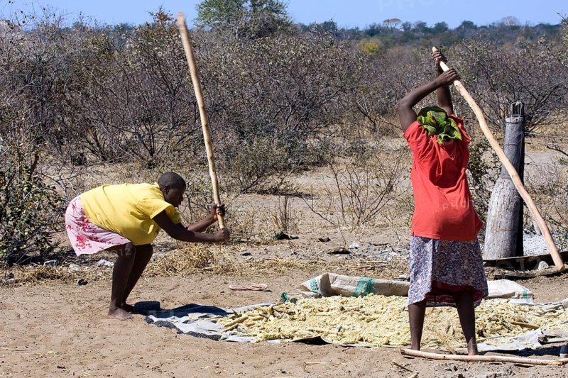 Women threshing maize