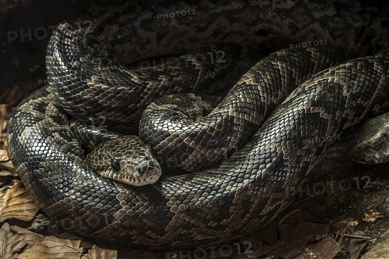 Cuban boa
