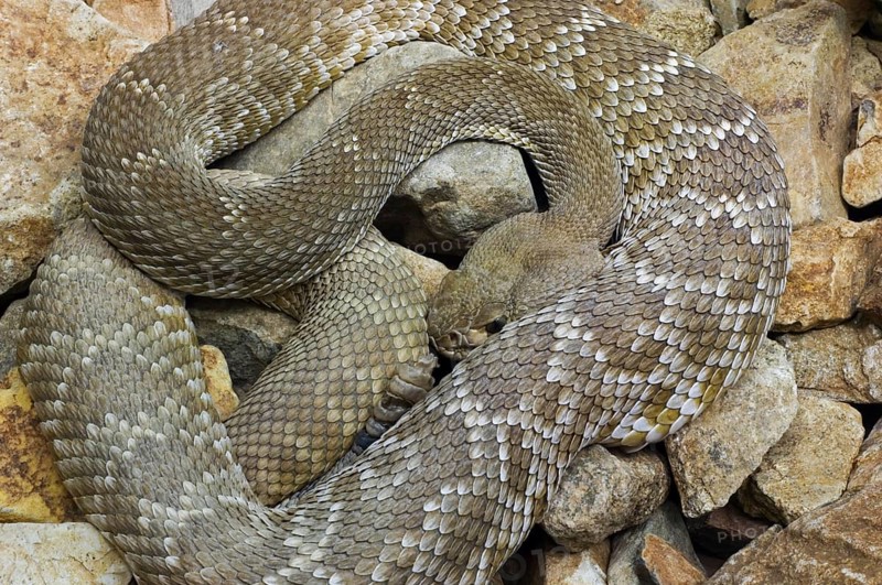 Red diamond rattlesnake