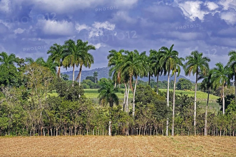 Farmland and palm trees along the Carretera Central