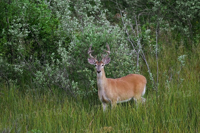Whitetail deer