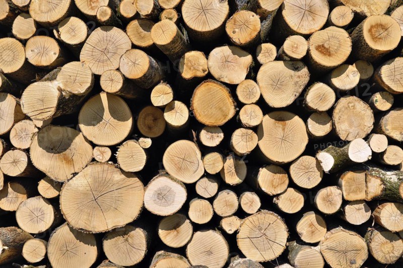Detail of a woodpile in the Amperauen
