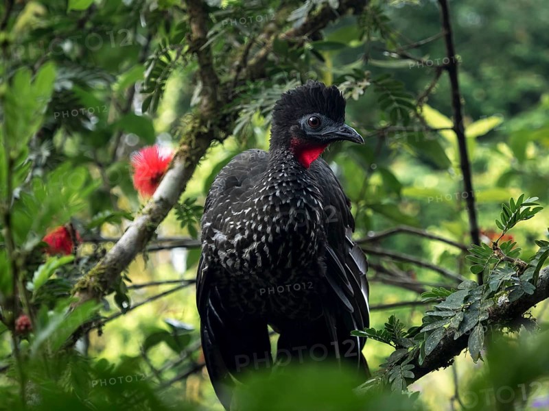 Crested guan