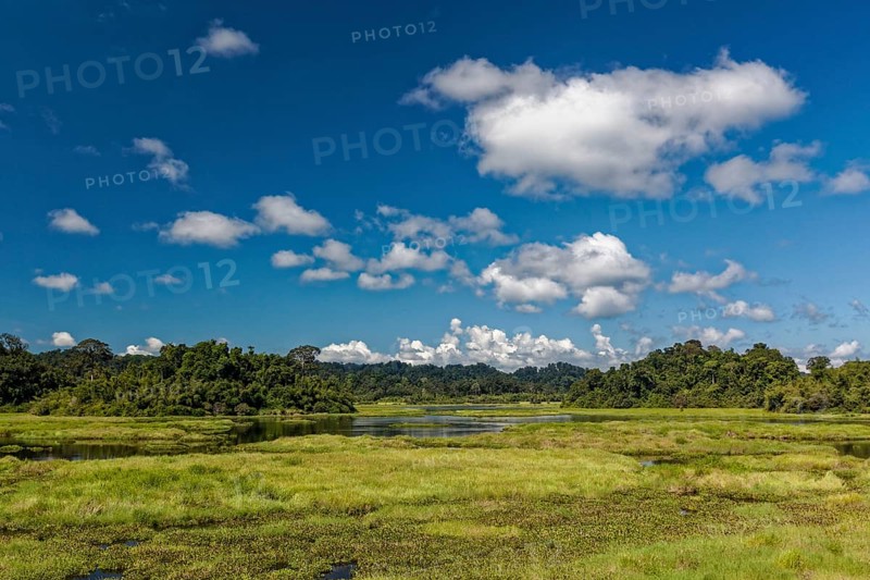 Swampy landscape