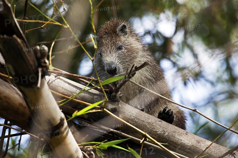 Desmarest's hutia