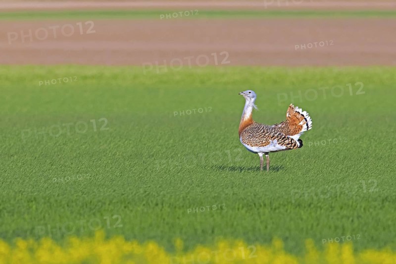 Great bustard