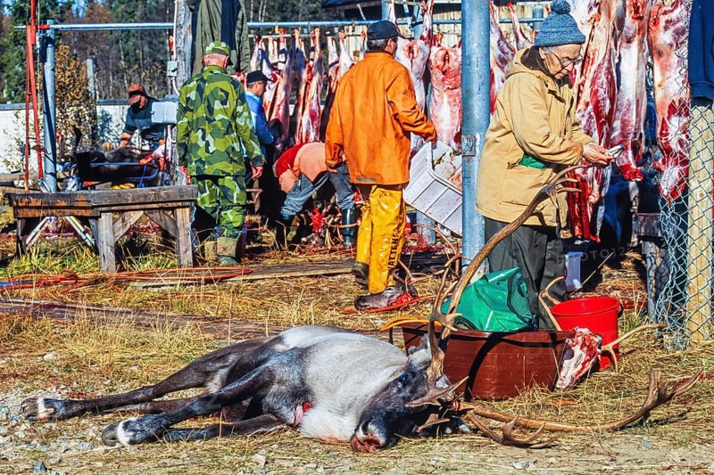 Reindeer slaughter with a bull on the ground by Sami people in autumn