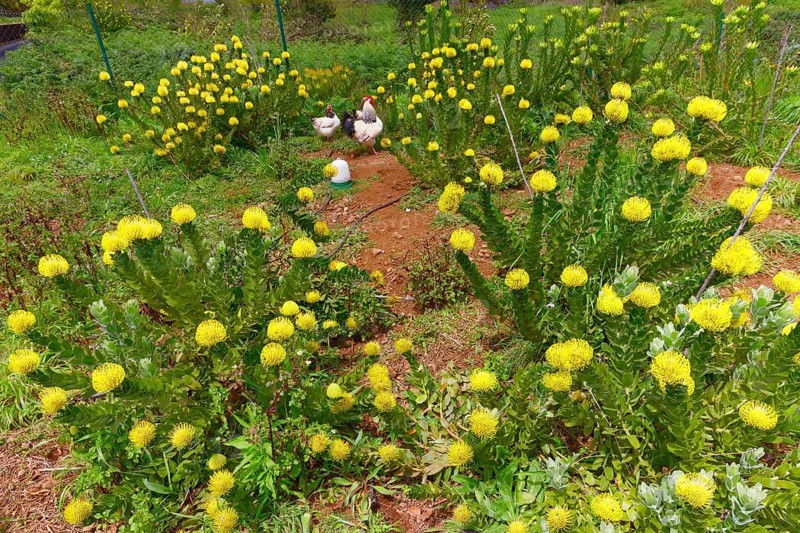 Chicken garden