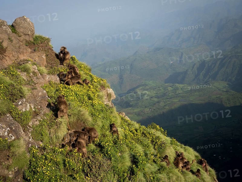 Gelada baboons