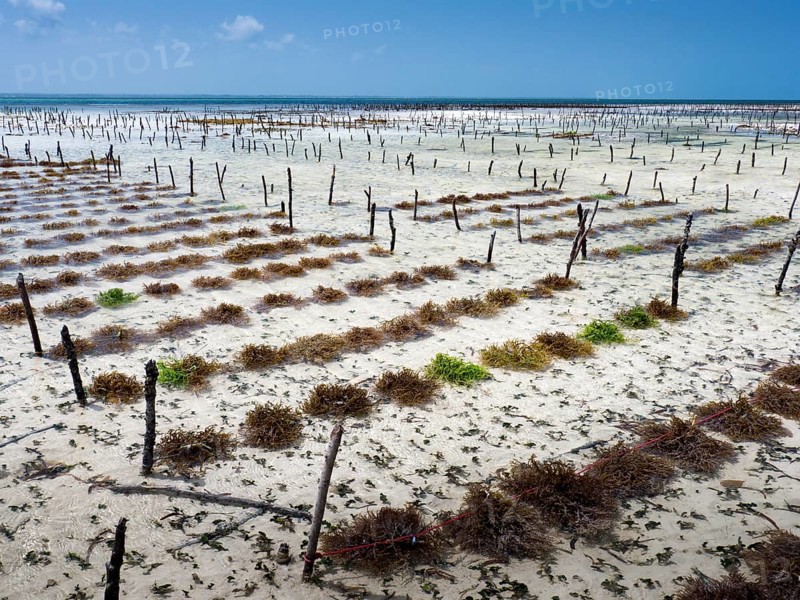 Eucheuma seaweed cultivation