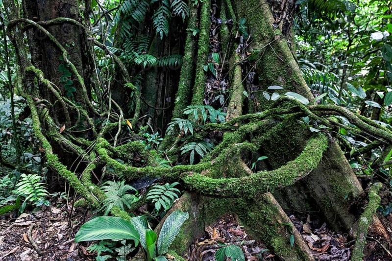 Jungle on the Rio Napo