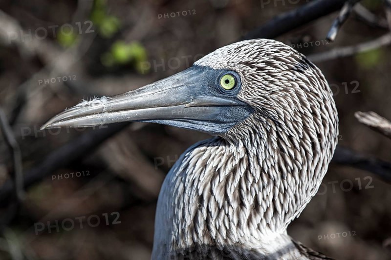 Blue-footed Booby
