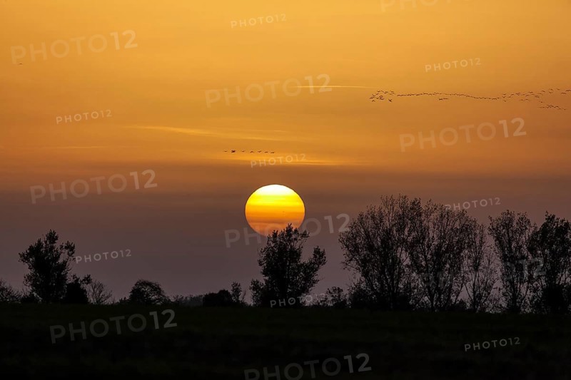 Sunset and cranes