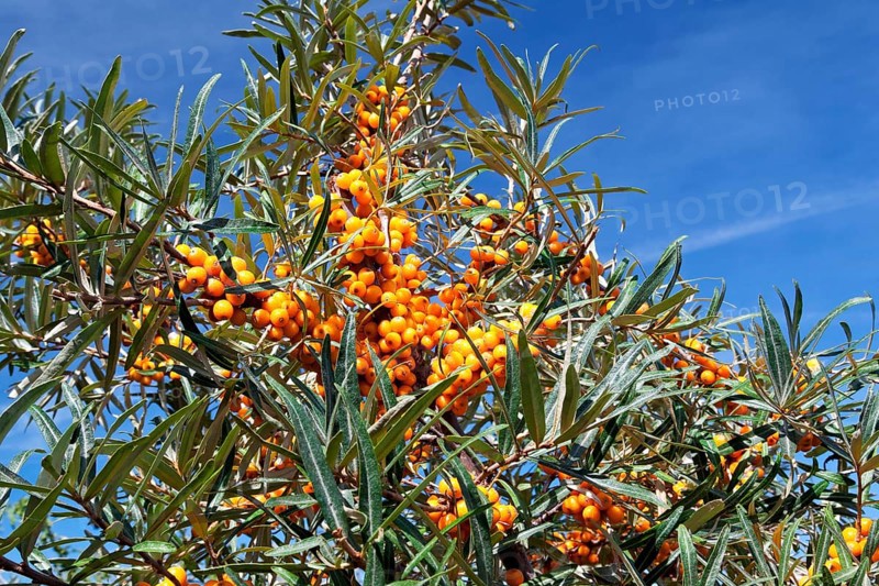 Common sea-buckthorn