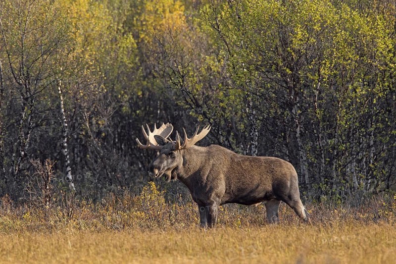 Moose