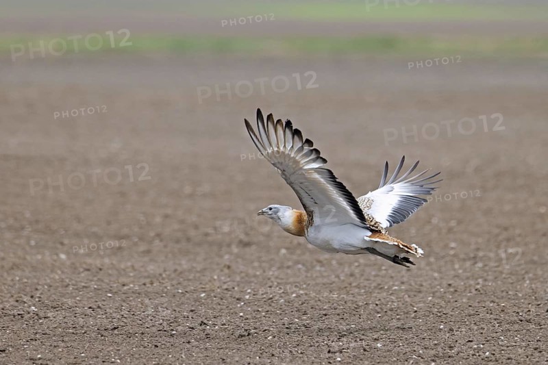 Great bustard