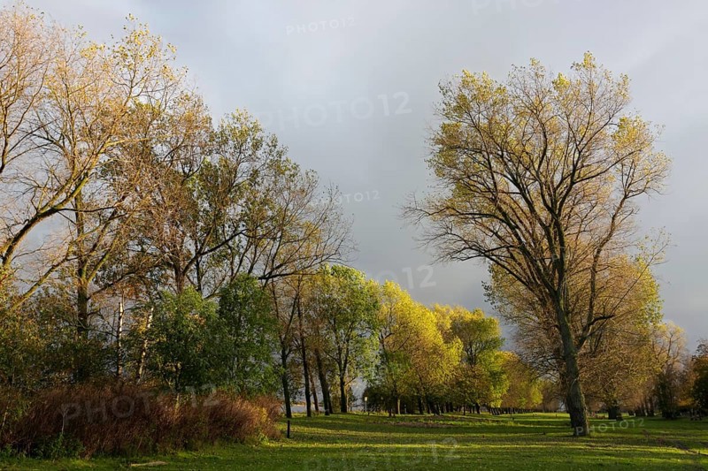 Gallery forest in autumn on the Unterweserinsel Strohauser Plate