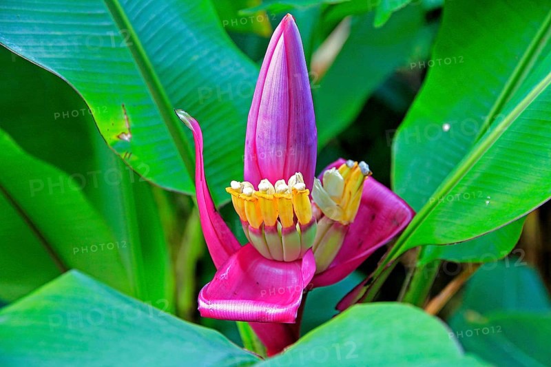 Ornamental banana