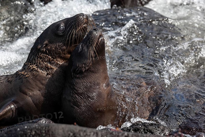 Galapagos sea lions