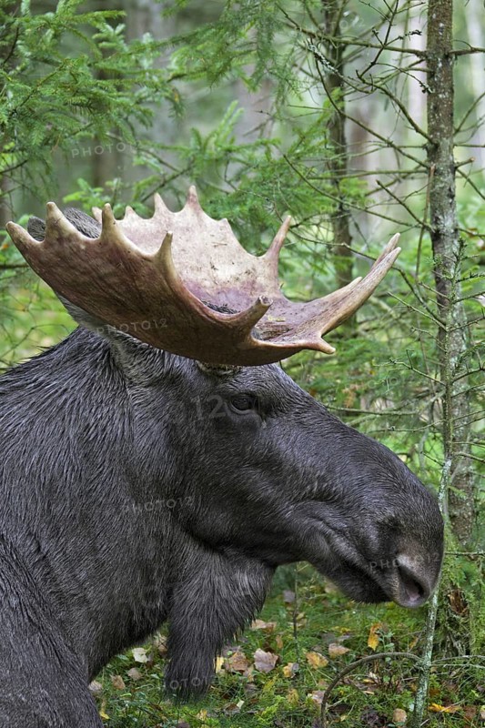 Moose