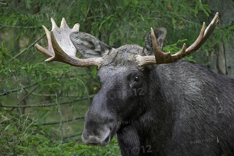 Moose