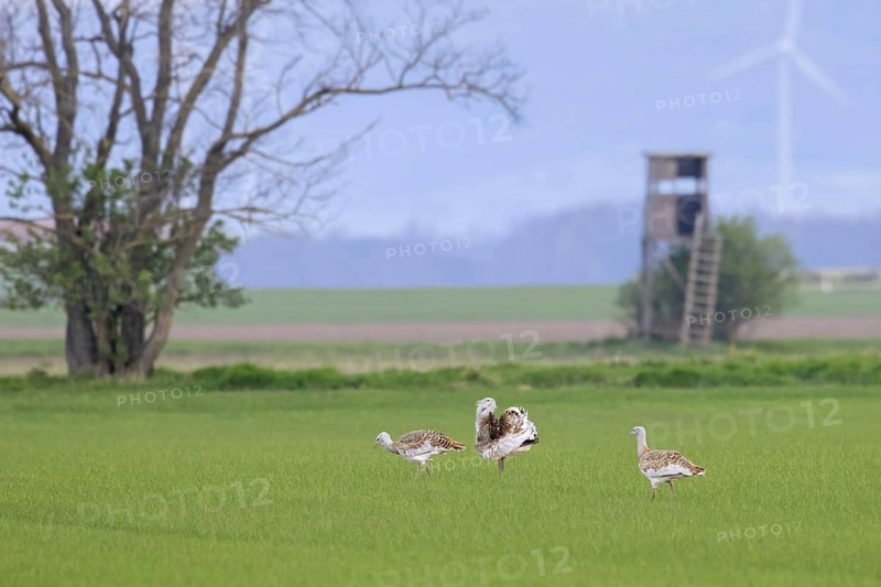 Great bustard