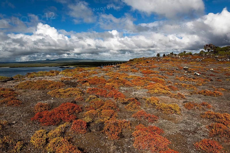 Galapagos carpet weed