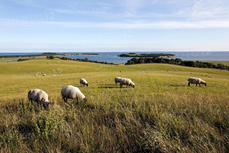 Bodden landscape with sheep