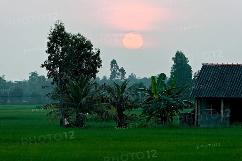 Evening mood over rice paddies