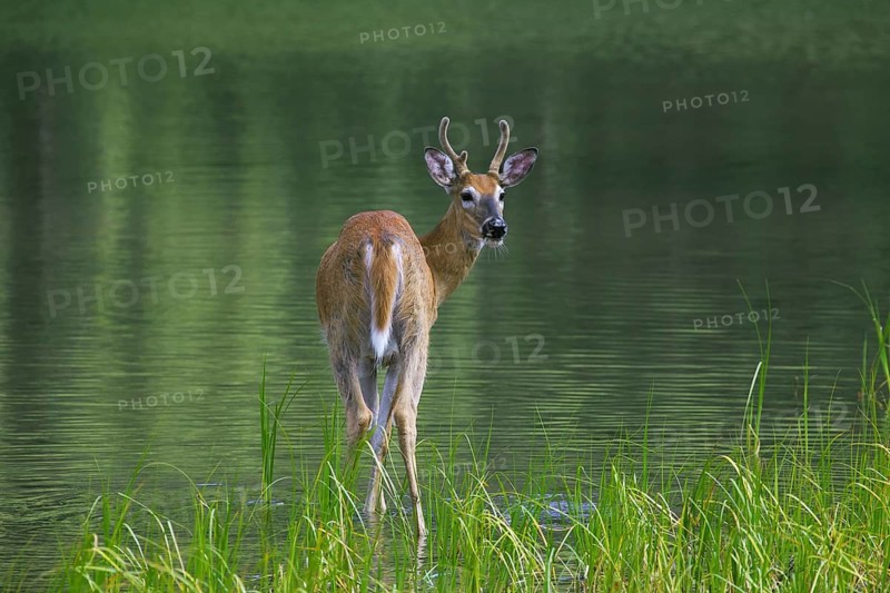 Whitetail deer