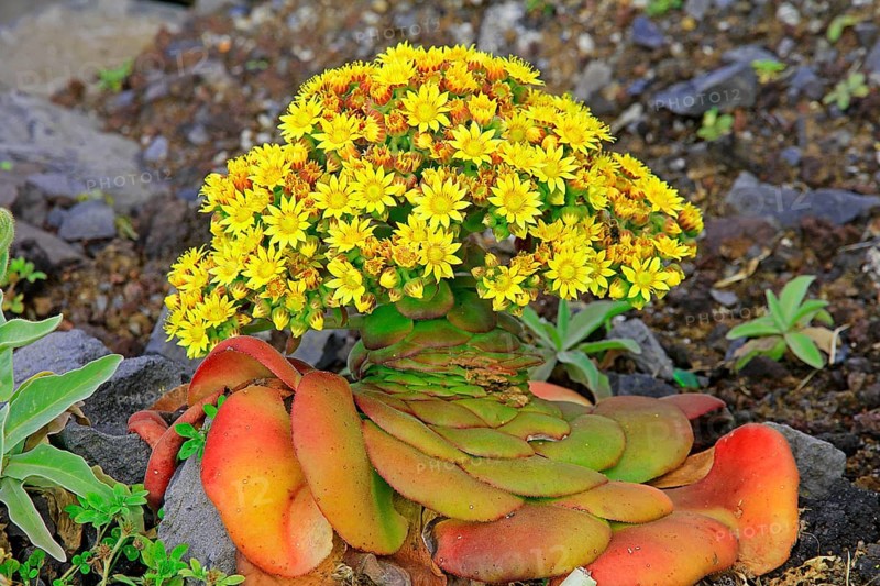 Thick-leaved plant