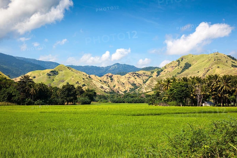 Rice fields and mountains