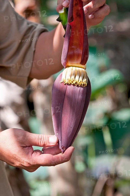 Hands holding banana