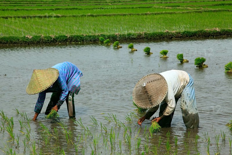 Rice farmers
