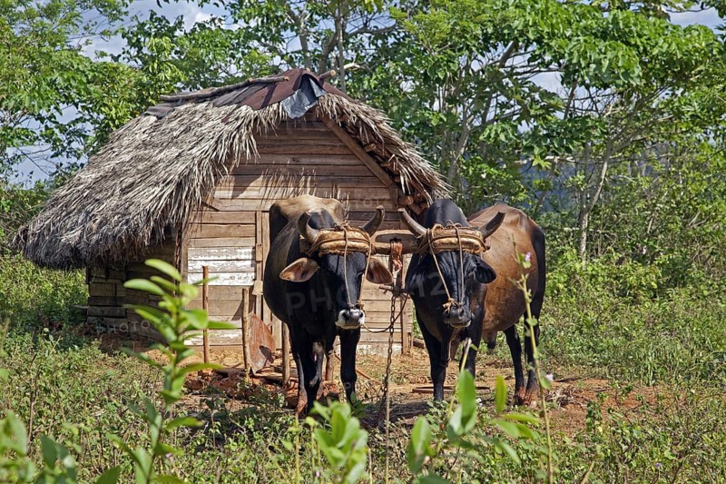 Team of oxen in front of hut at tobacco plantation in the Vinales Valley