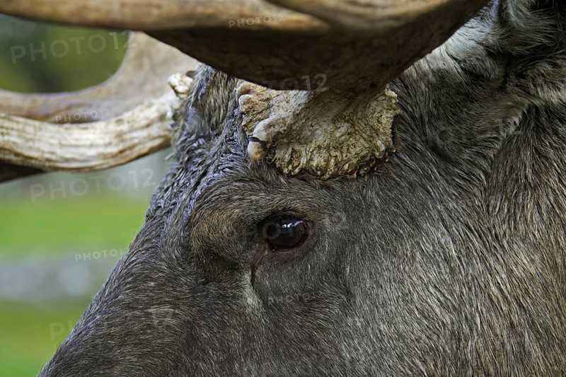 Moose