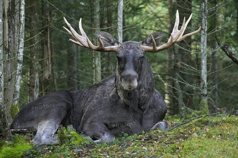 Moose