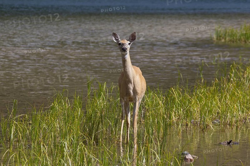 Whitetail deer