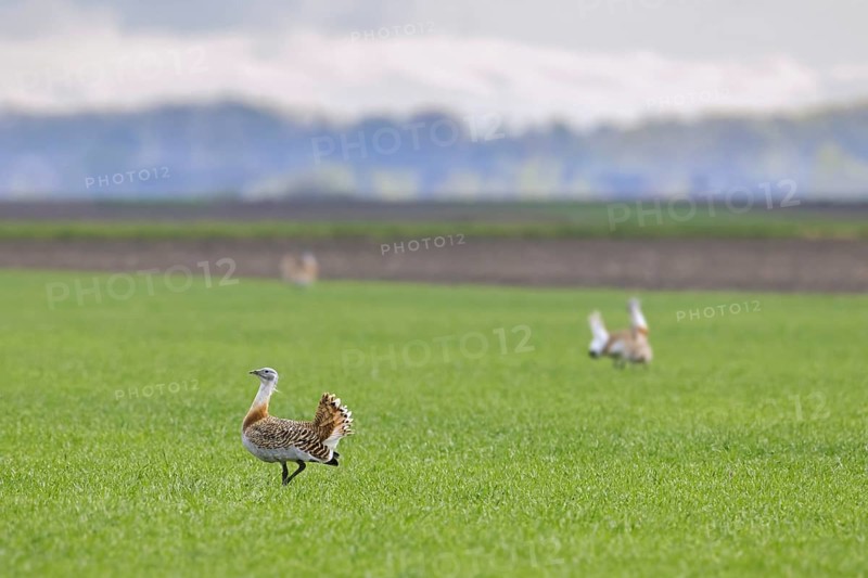 Great bustards