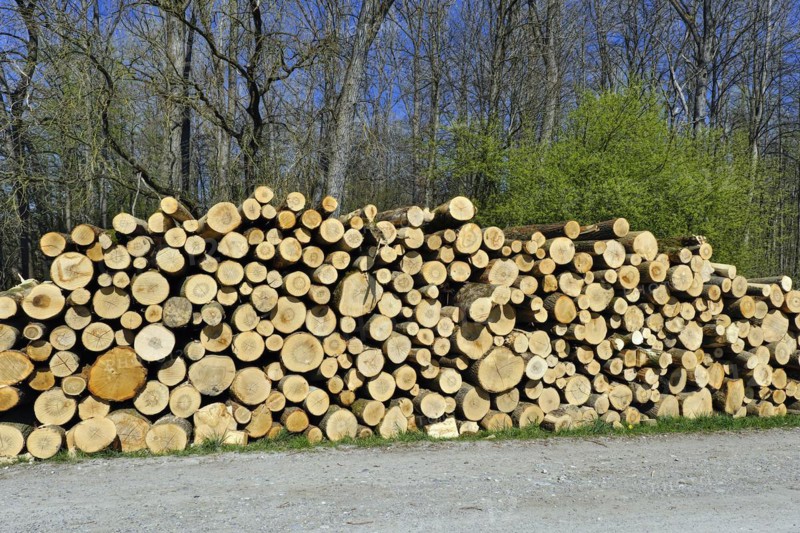 Woodpile in the Amperauen