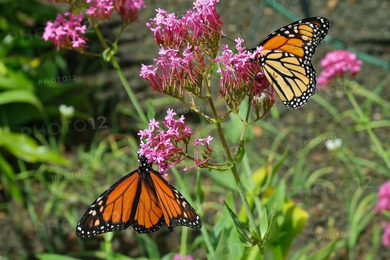 Monarch butterfly