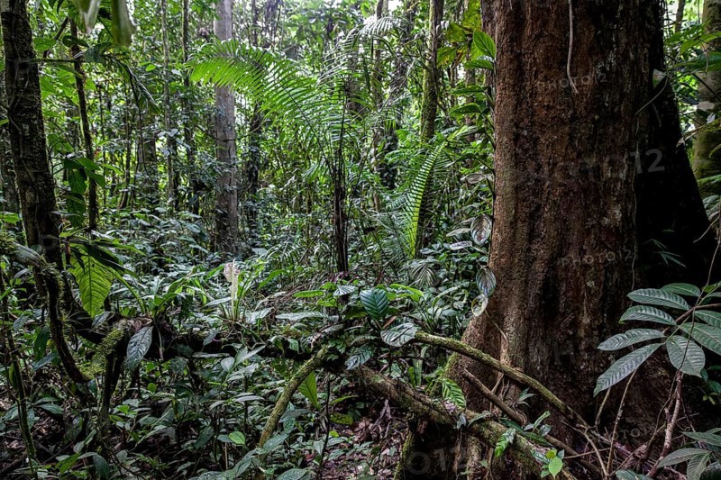Jungle on the Rio Napo