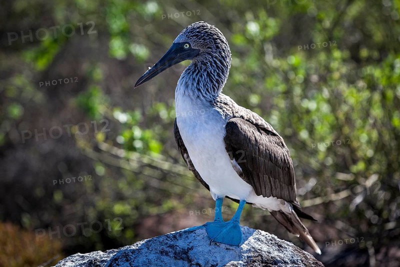 Blue-footed Booby