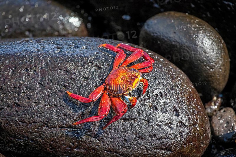 Red rock crab