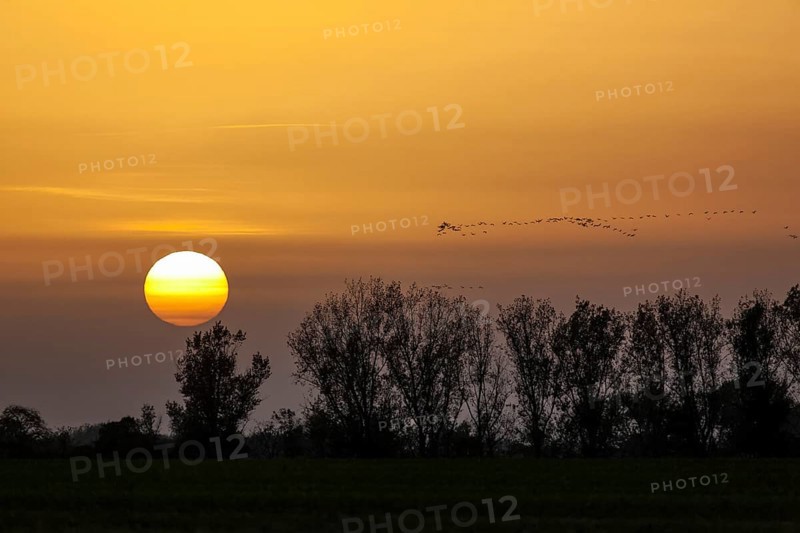 Sunset and cranes