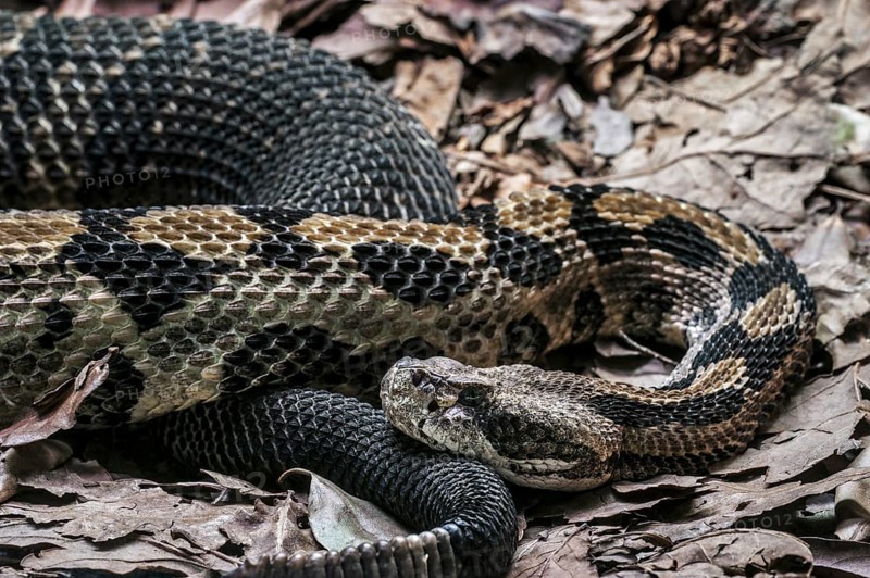 Timber rattlesnake