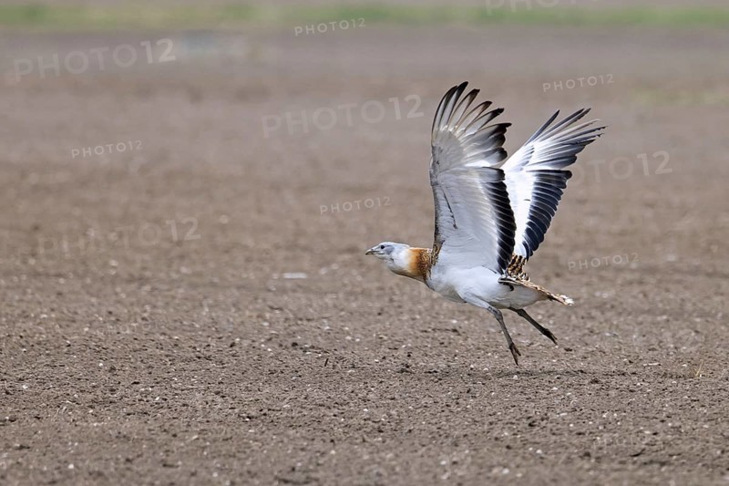 Great bustard