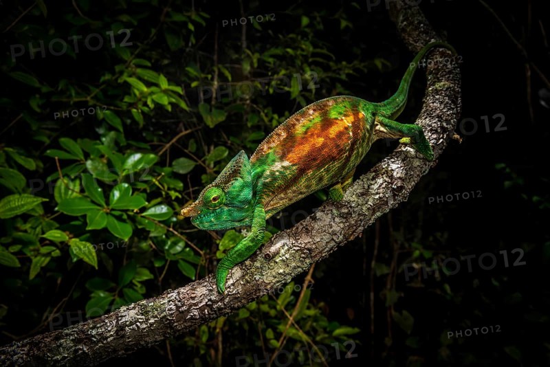 Parson's chameleon subspecies