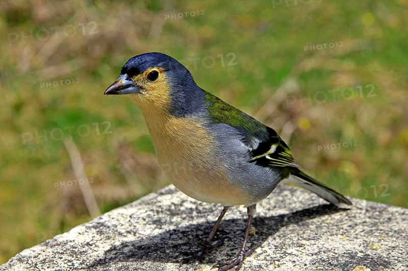 Madeira Chaffinch