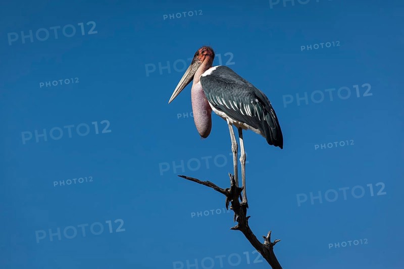 Marabou stork
